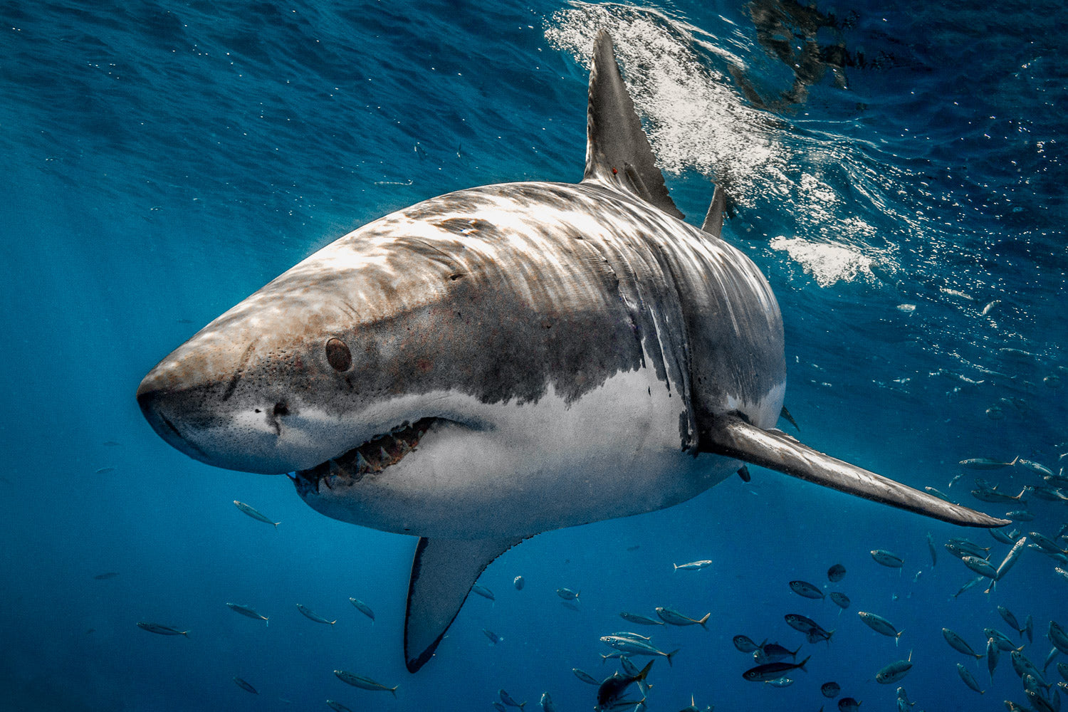 "Big Lou" - Guadalupe, Mexico (Great White)