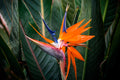 "Bird of Paradise III" (Bird of Paradise)