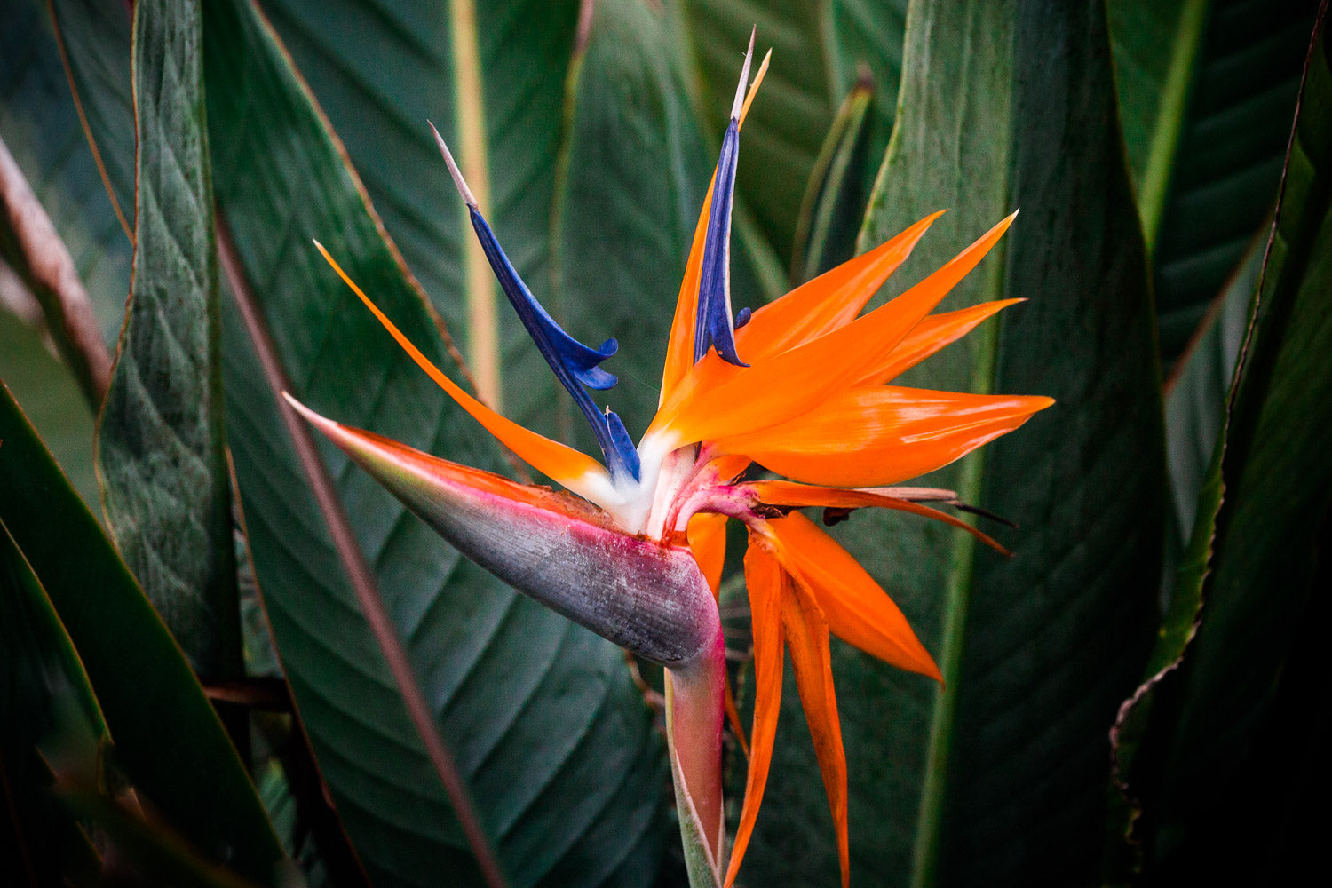 "Bird of Paradise III" (Bird of Paradise)