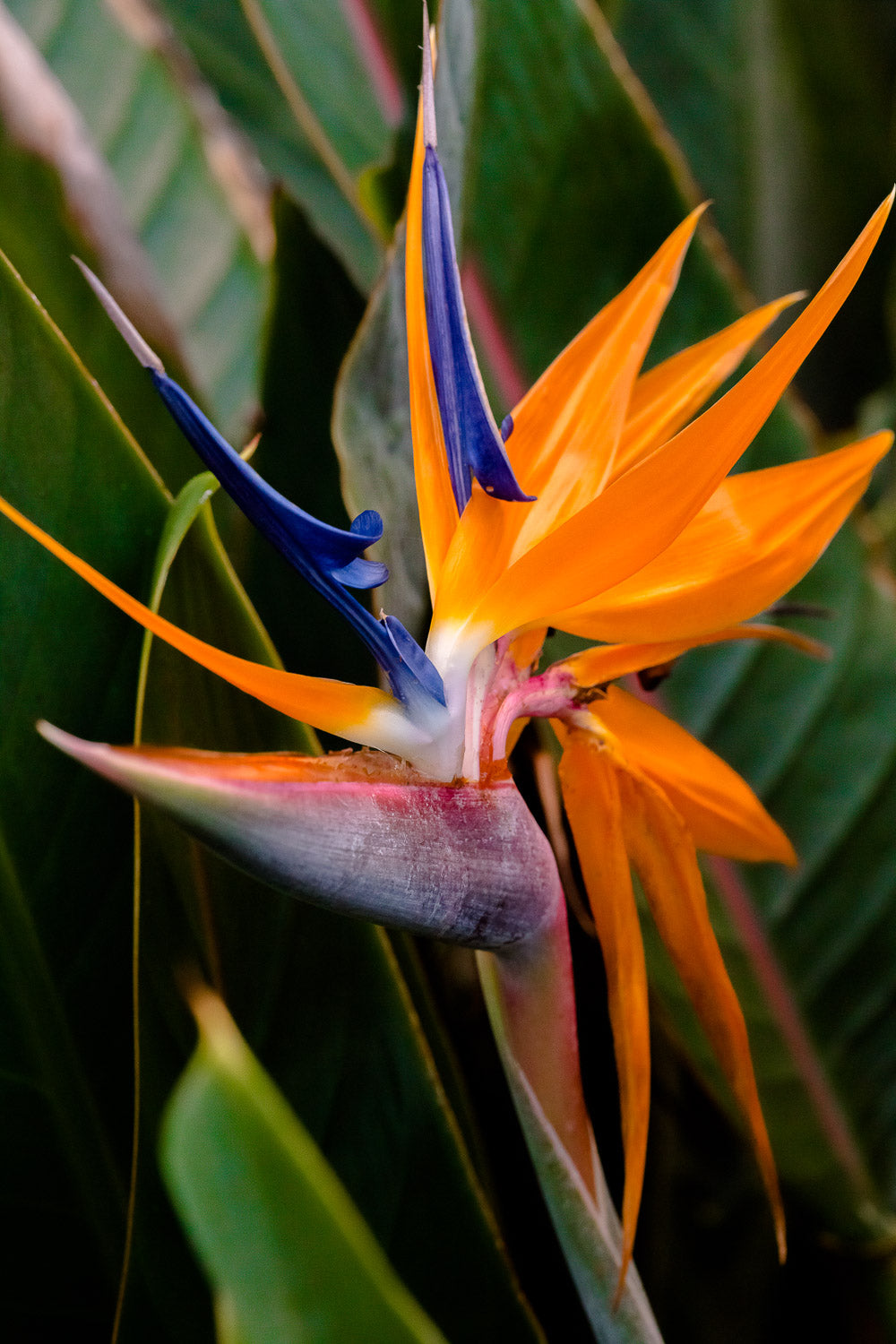 "Bird of Paradise II" (Bird of Paradise)