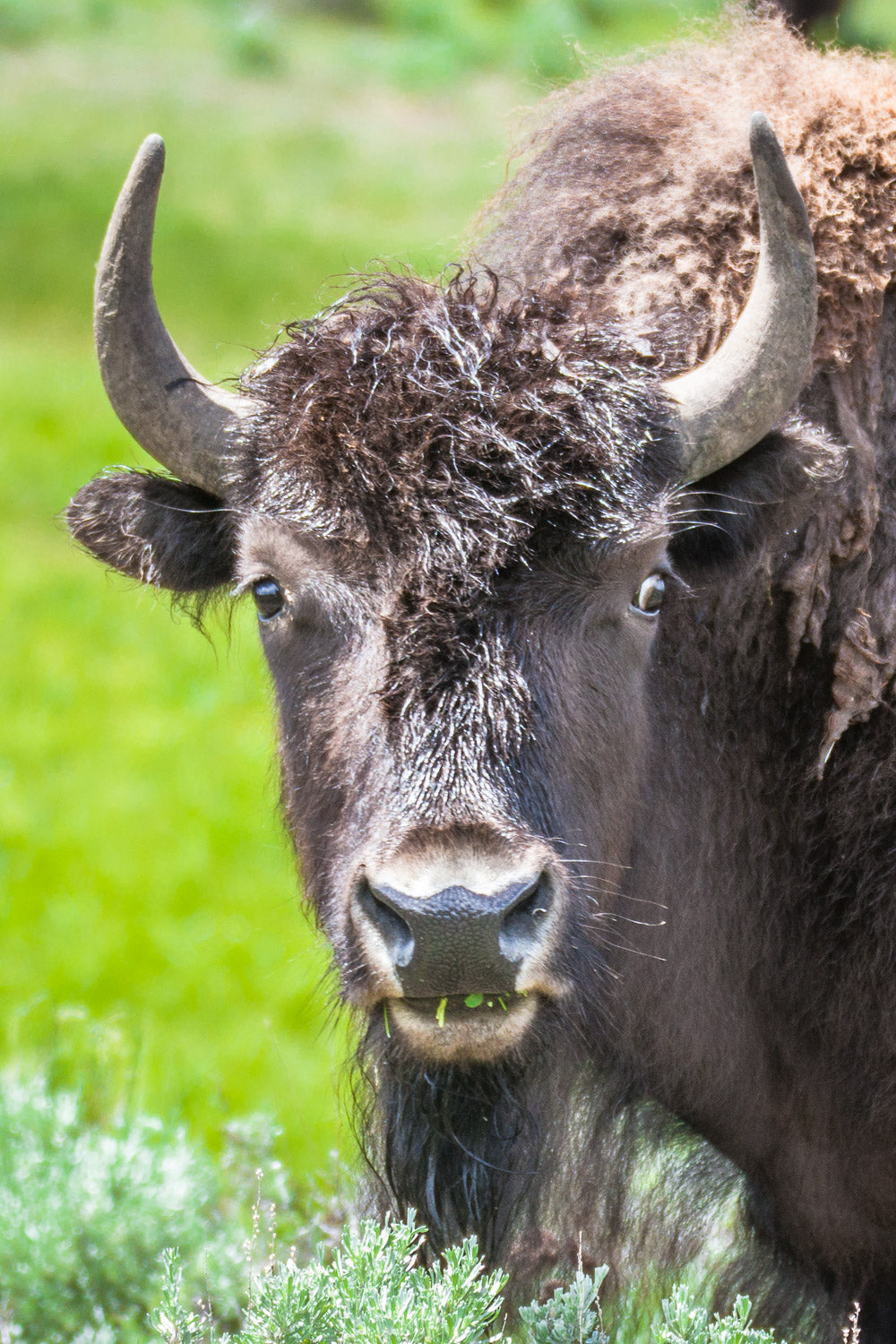 "Bison Stare Down" - Yellowstone National Park, Wyoming (American Bison)