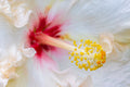 "Bloodshot" (Hibiscus)