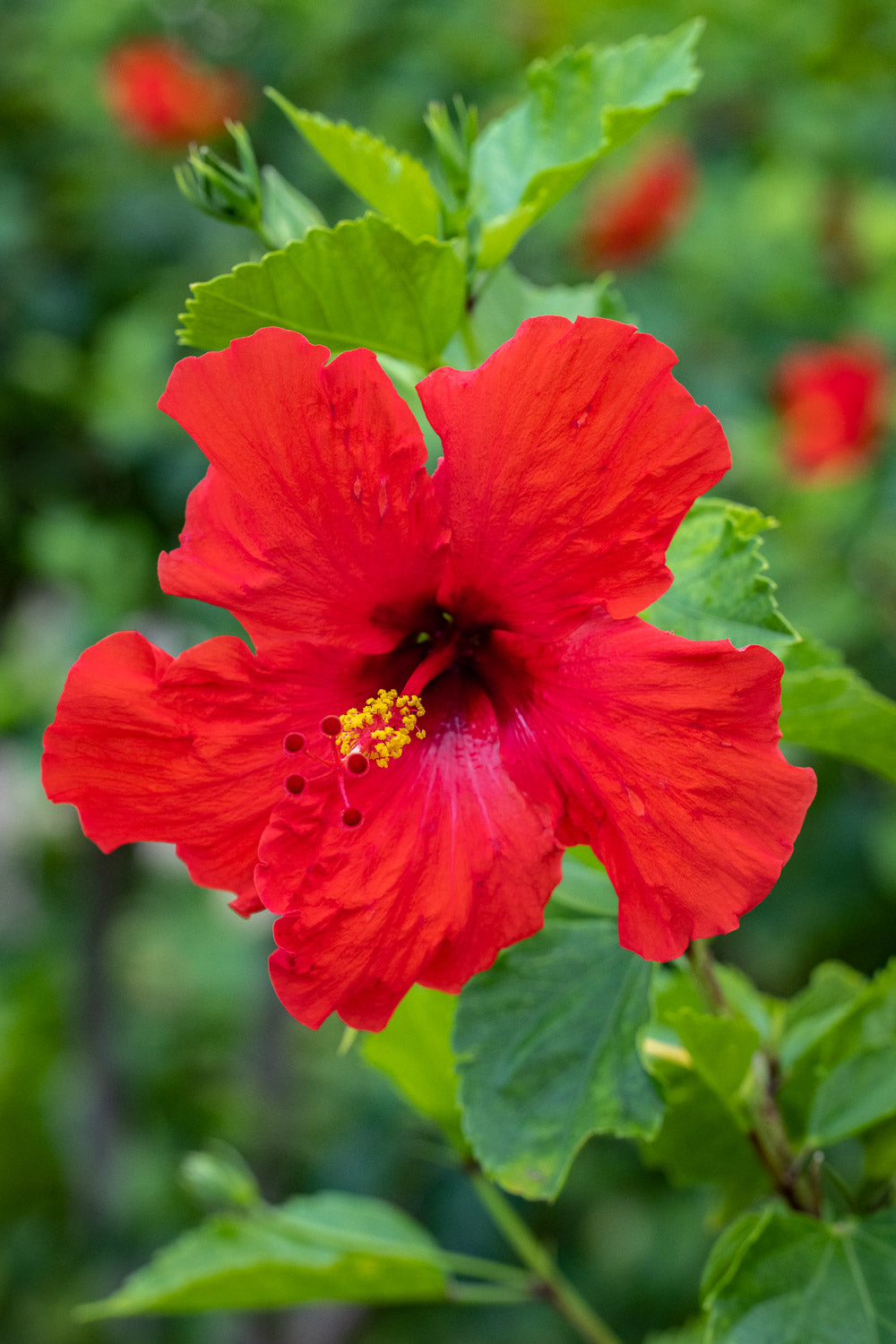 "Bloody Reds" (Hibiscus)