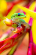 "Blue Eye Beauty" - Honolulu, Oahu