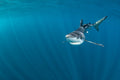 "Blue Rays" - Cabo San Lucas, Mexico (Blue Shark)