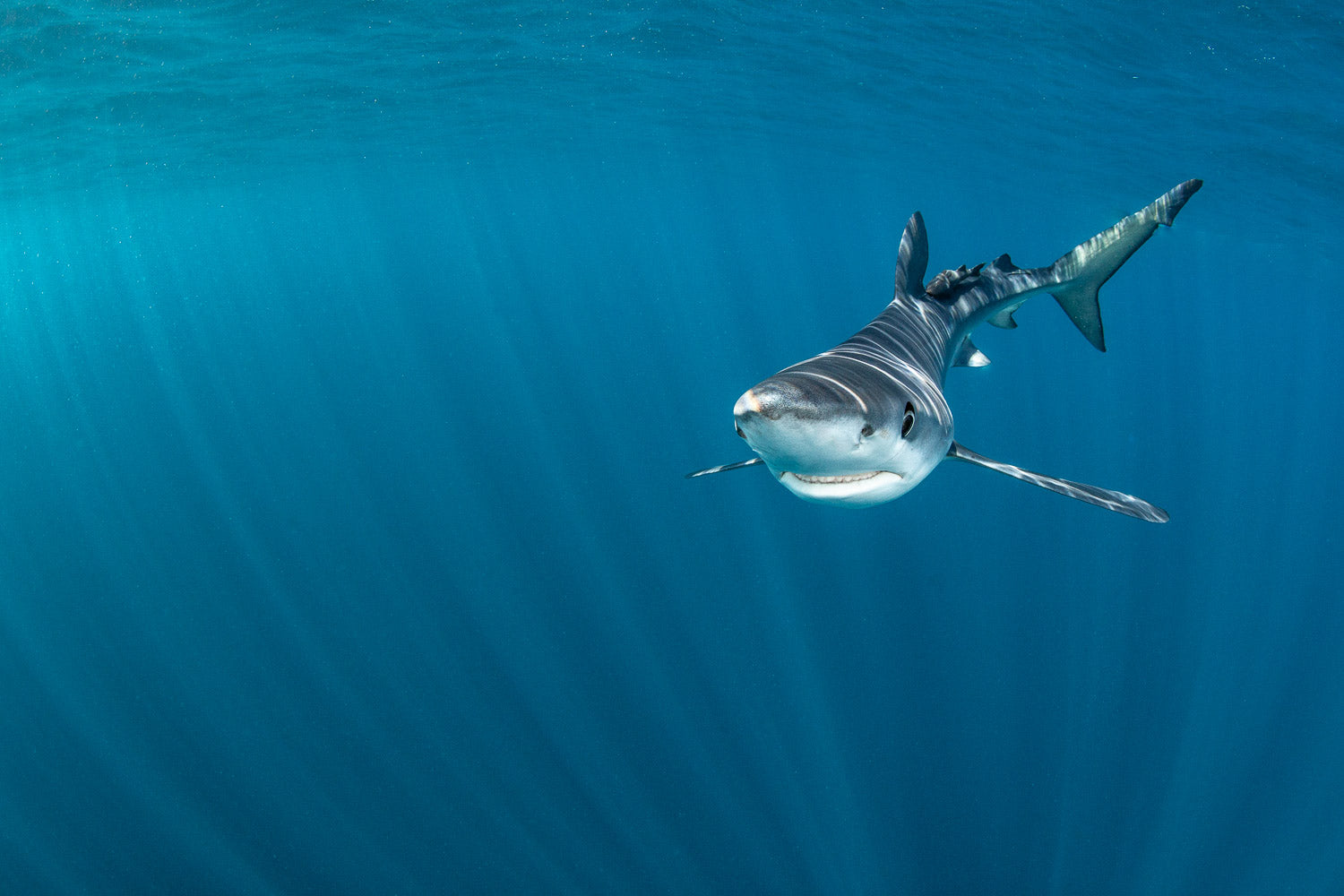 "Blue Rays" - Cabo San Lucas, Mexico (Blue Shark)