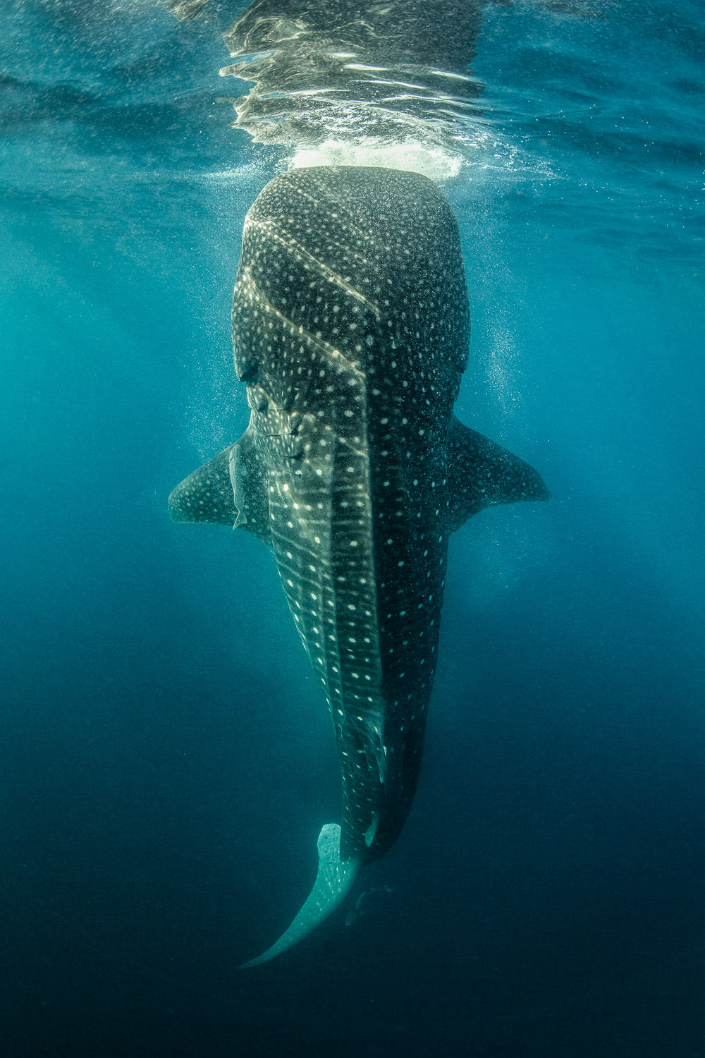"Botella!" (Whale Shark)