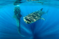 "Bottle Gulp" - Isla Mujeres, Mexico (Whale Shark)