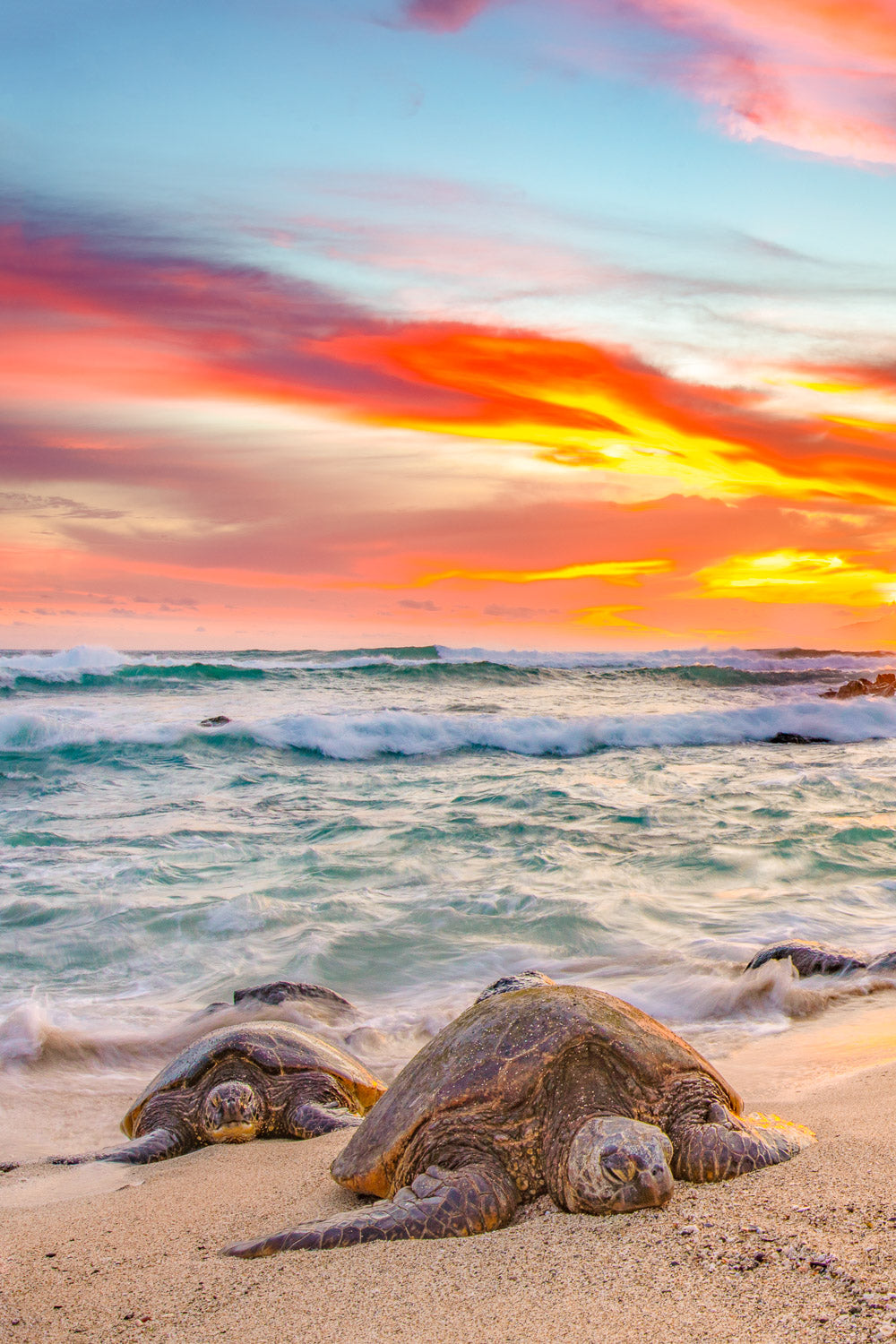 "Brothers Honu" - North Shore, Oahu