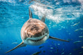 "Bruce" (Great White Shark)