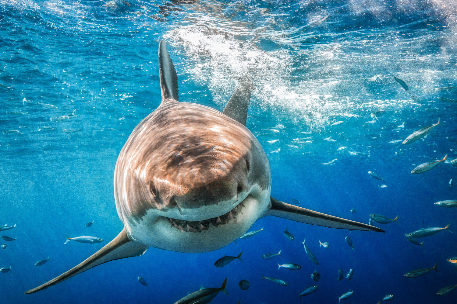 "Bruce" (Great White Shark)