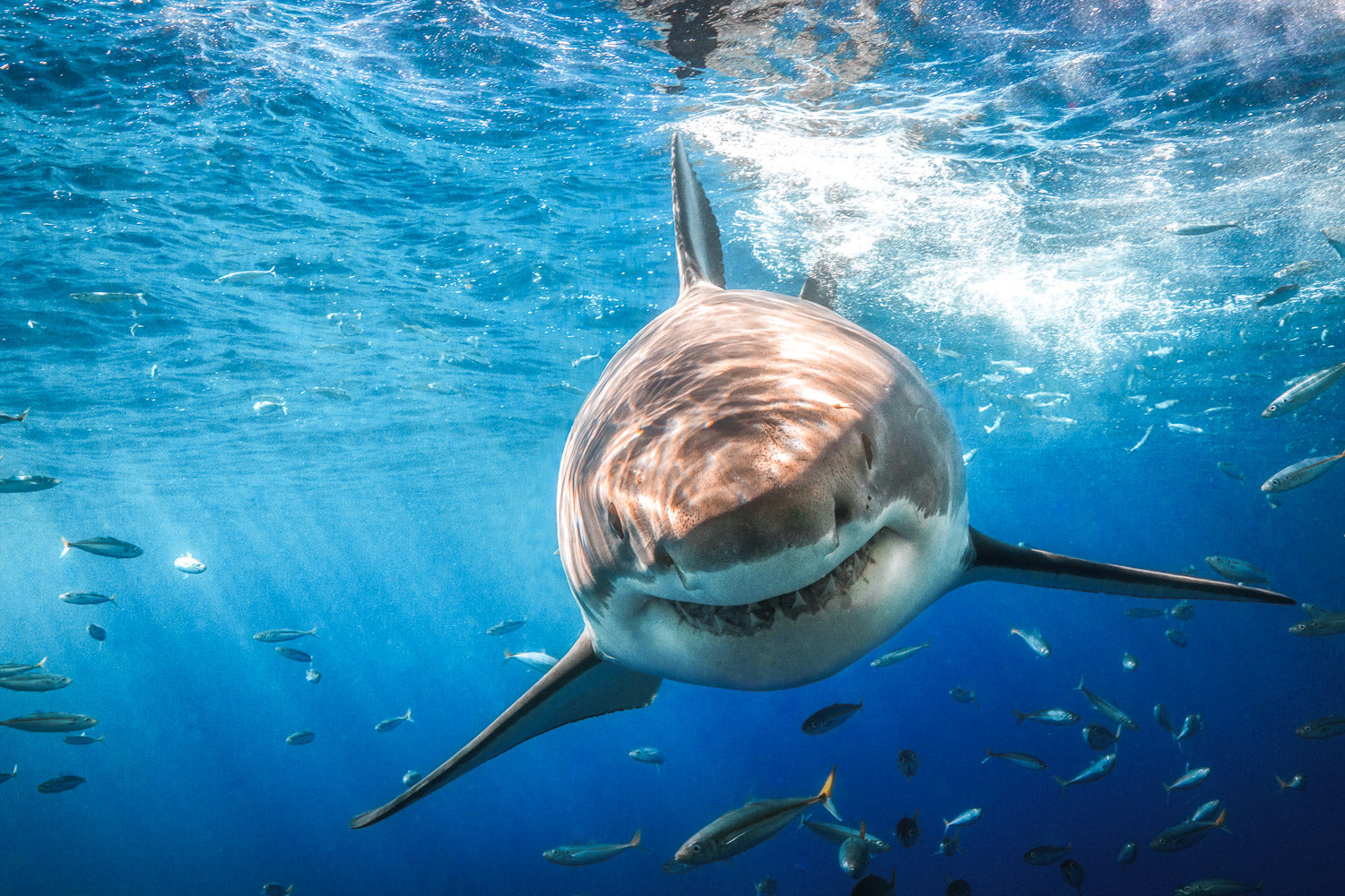 "Brucette" - Guadalupe, Mexico (Great White)