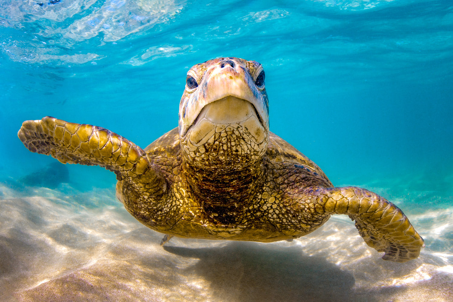 "Bruh" - North Shore, Oahu