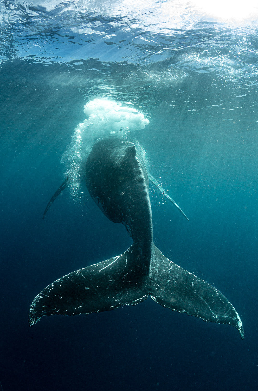 "Bubble Whip" - Vavau, Tonga (Humpback Whale)