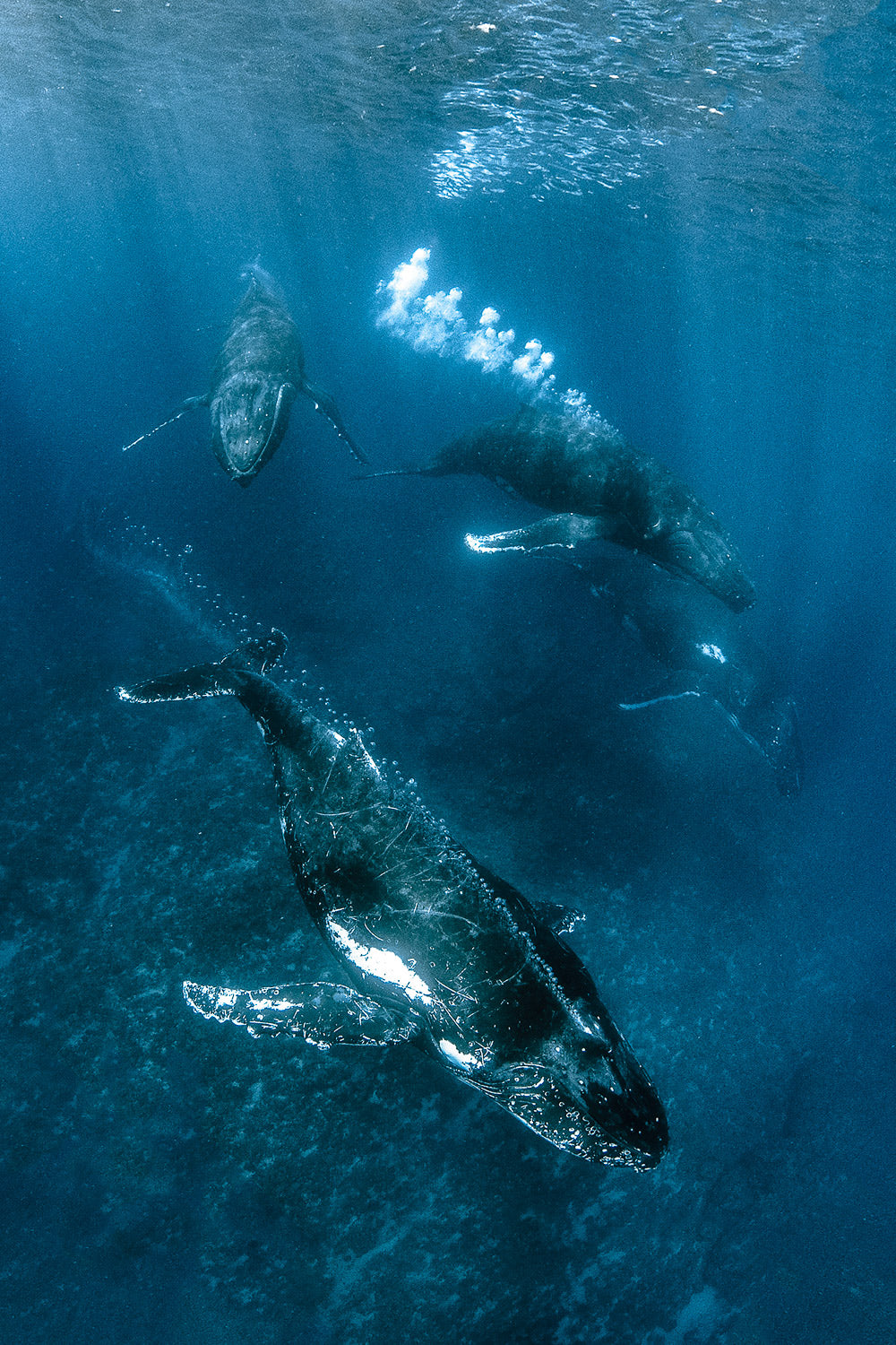 "Bubbles" - Vavau, Tonga (Humpback Whale)
