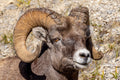 "Built" - Jasper, Alberta, Canada (Rocky Mountain Bighorn Sheep)