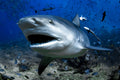 "Bull-O-Knee" - Beqa Lagoon, Fiji (Bull Shark)