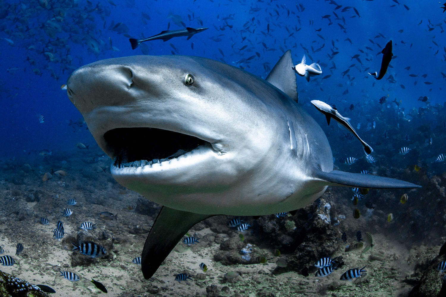 "Bull-O-Knee" - Beqa Lagoon, Fiji (Bull Shark)