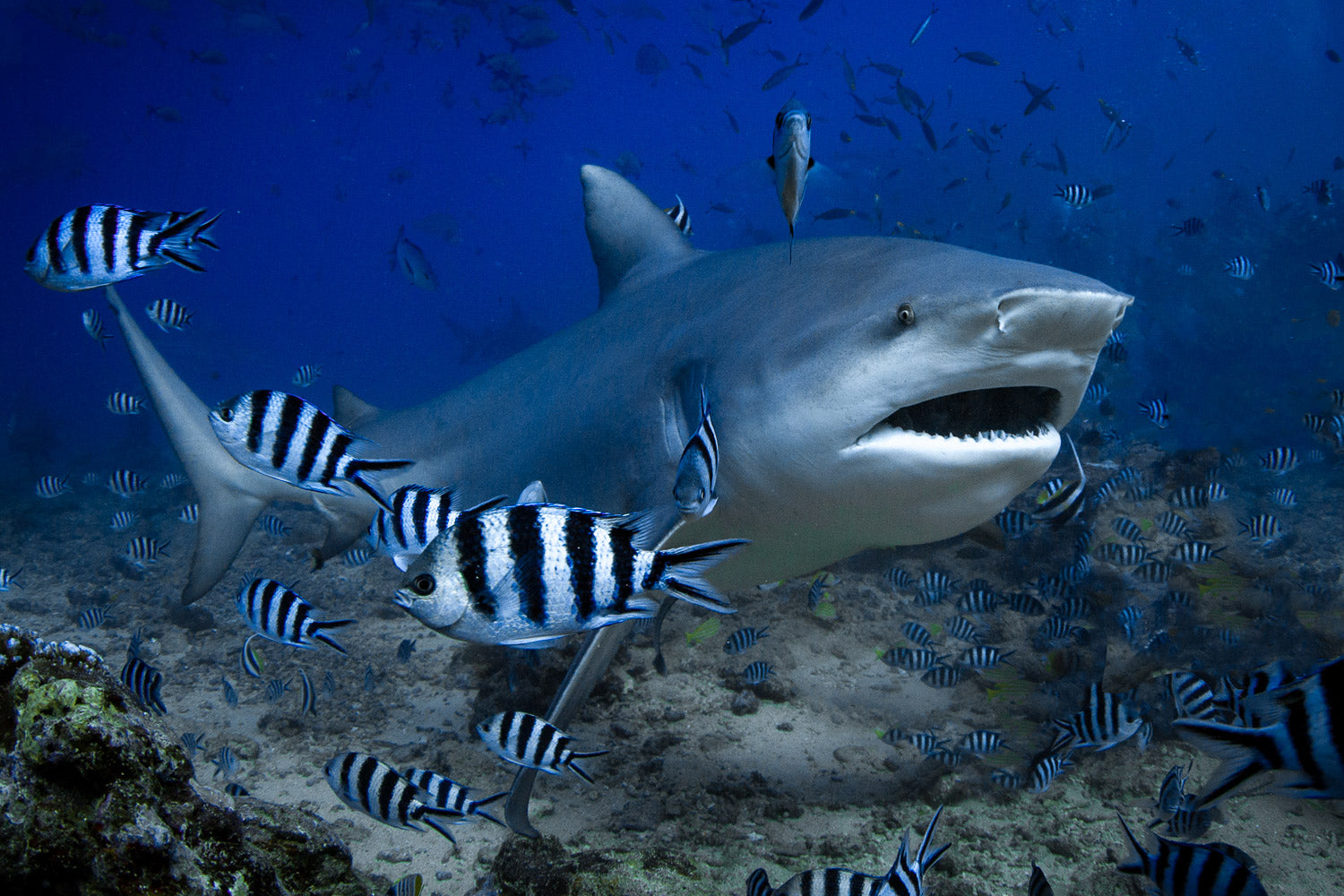 "Bull Stripes" - Beqa Lagoon, Fiji (Bull Shark)