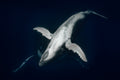 "CalfSaults" - Vavau, Tonga (Humpback Whale)