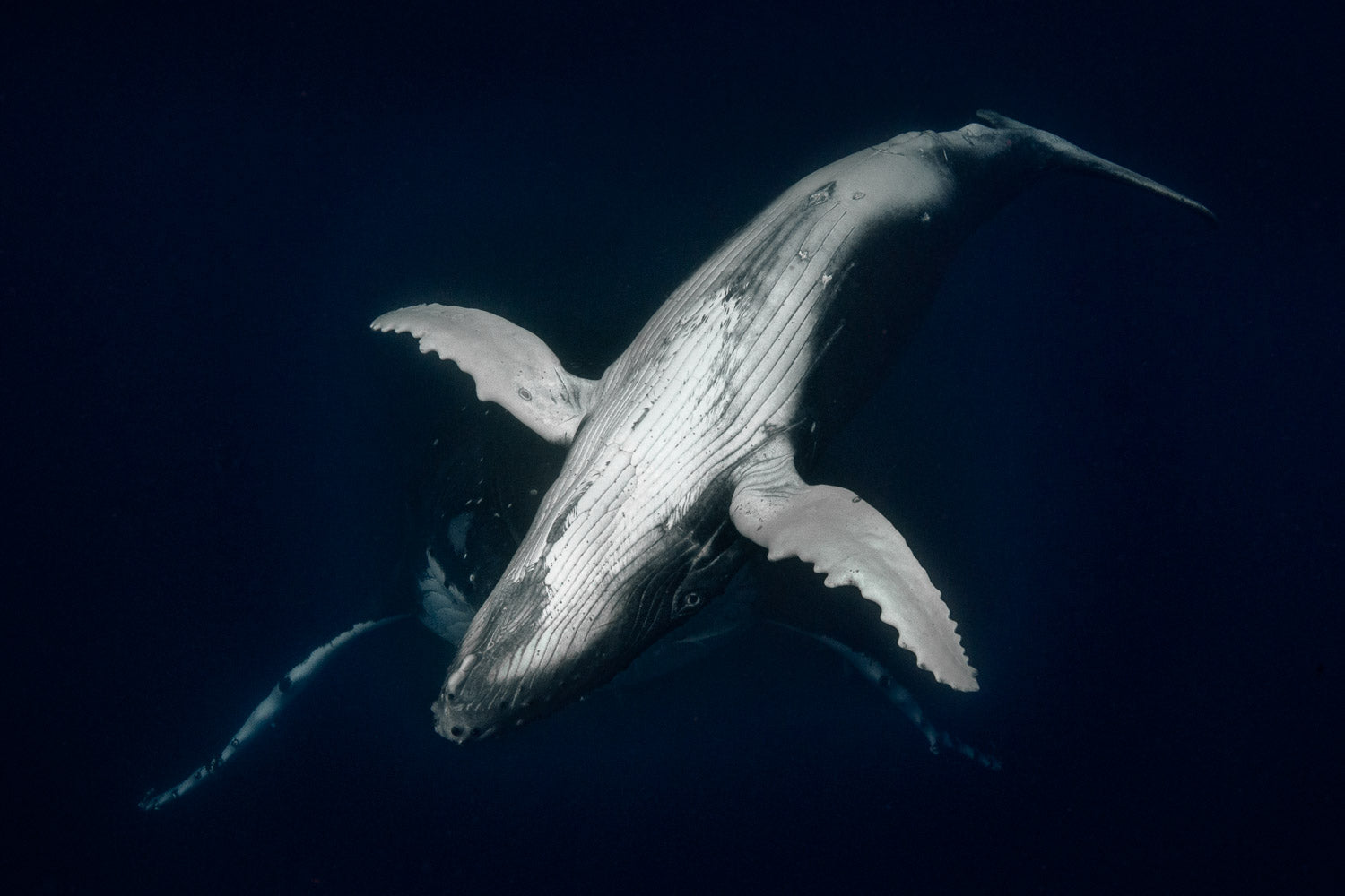 "CalfSaults" - Vavau, Tonga (Humpback Whale)