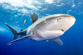 "Cat Calls" - Cat Island, The Bahamas (Oceanic White Tip Shark)