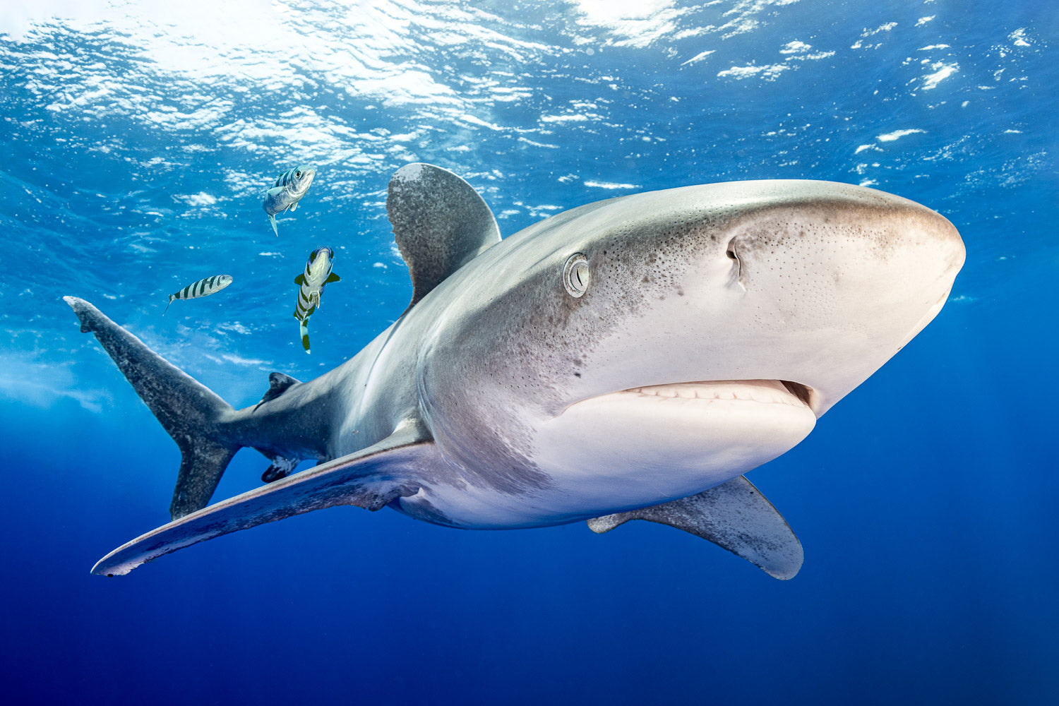 "Cat Calls" - Cat Island, The Bahamas (Oceanic White Tip Shark)