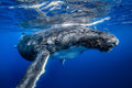 "Cheezin" - Vavau, Tonga (Humpback Whale)