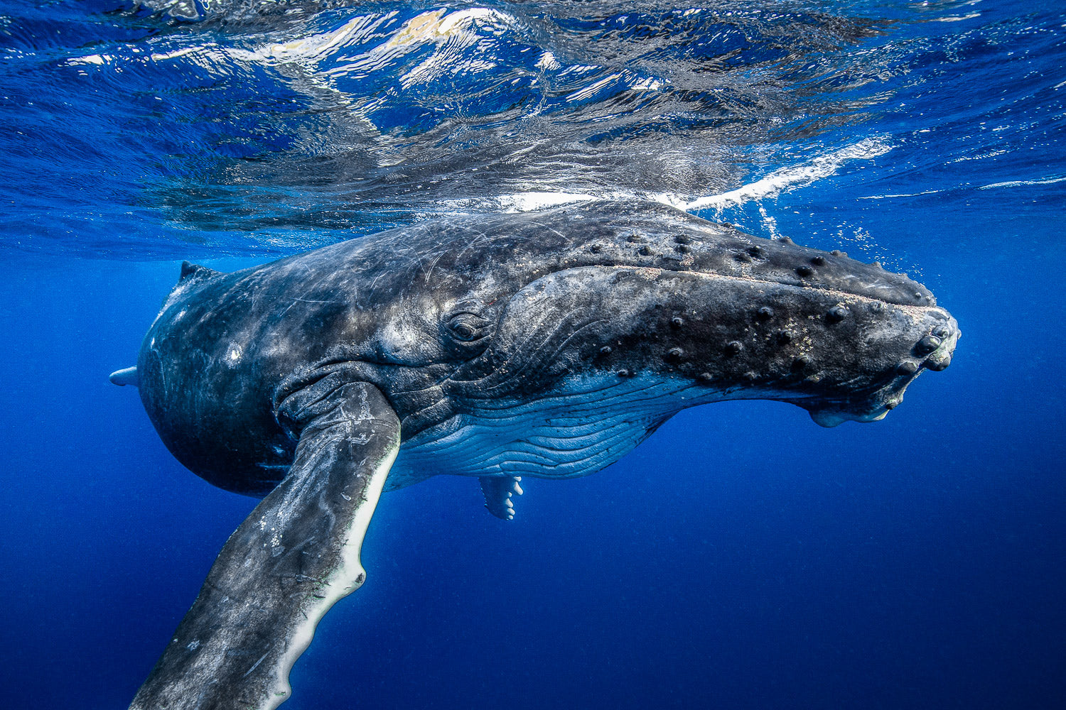 "Cheezin" - Vavau, Tonga (Humpback Whale)