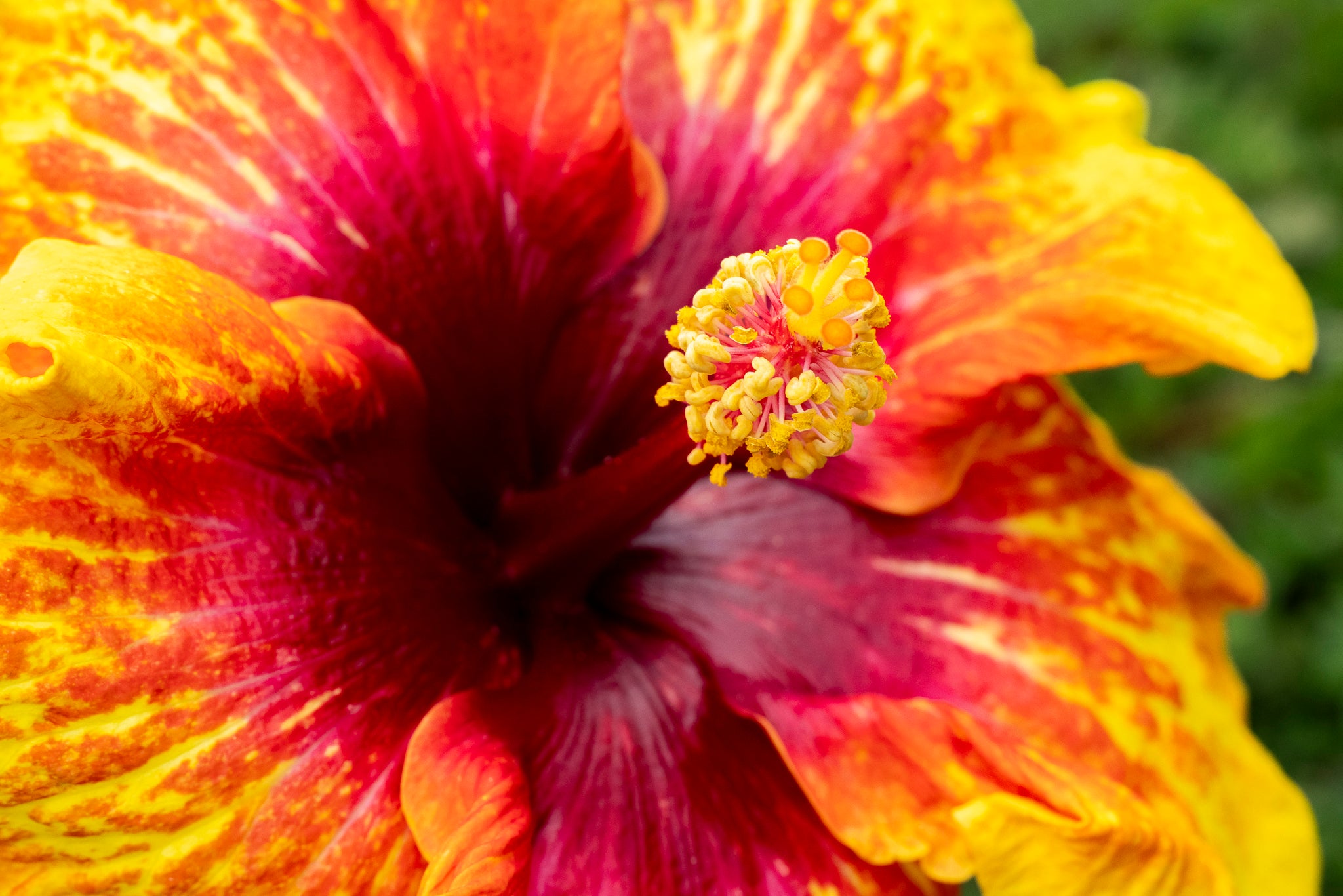 "Chelsea's Beauty" (Hibiscus)