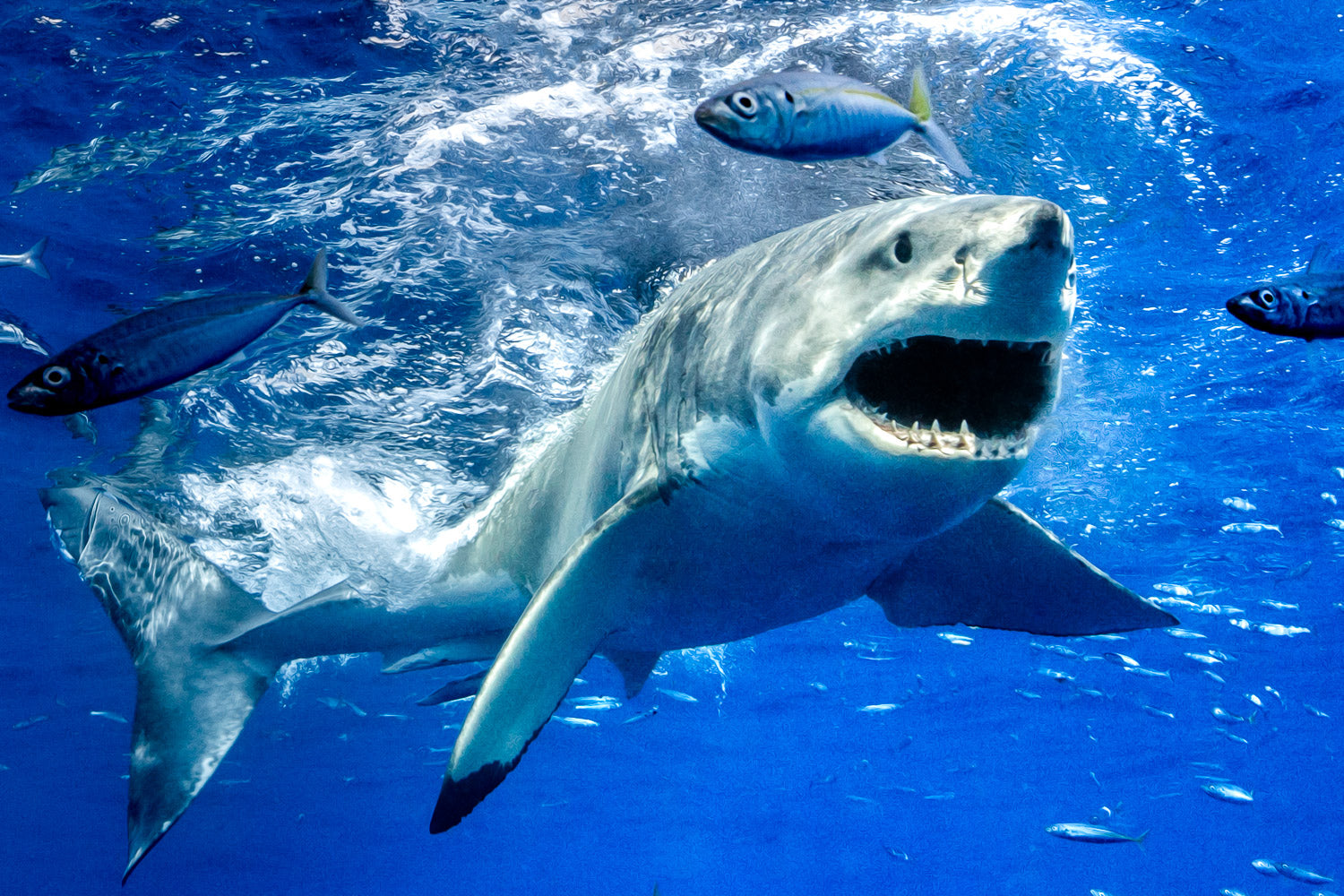 "Chomp" - Guadalupe, Mexico (Great White)