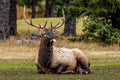 "Chops" - Banff, Alberta, Canada (North American Elk)