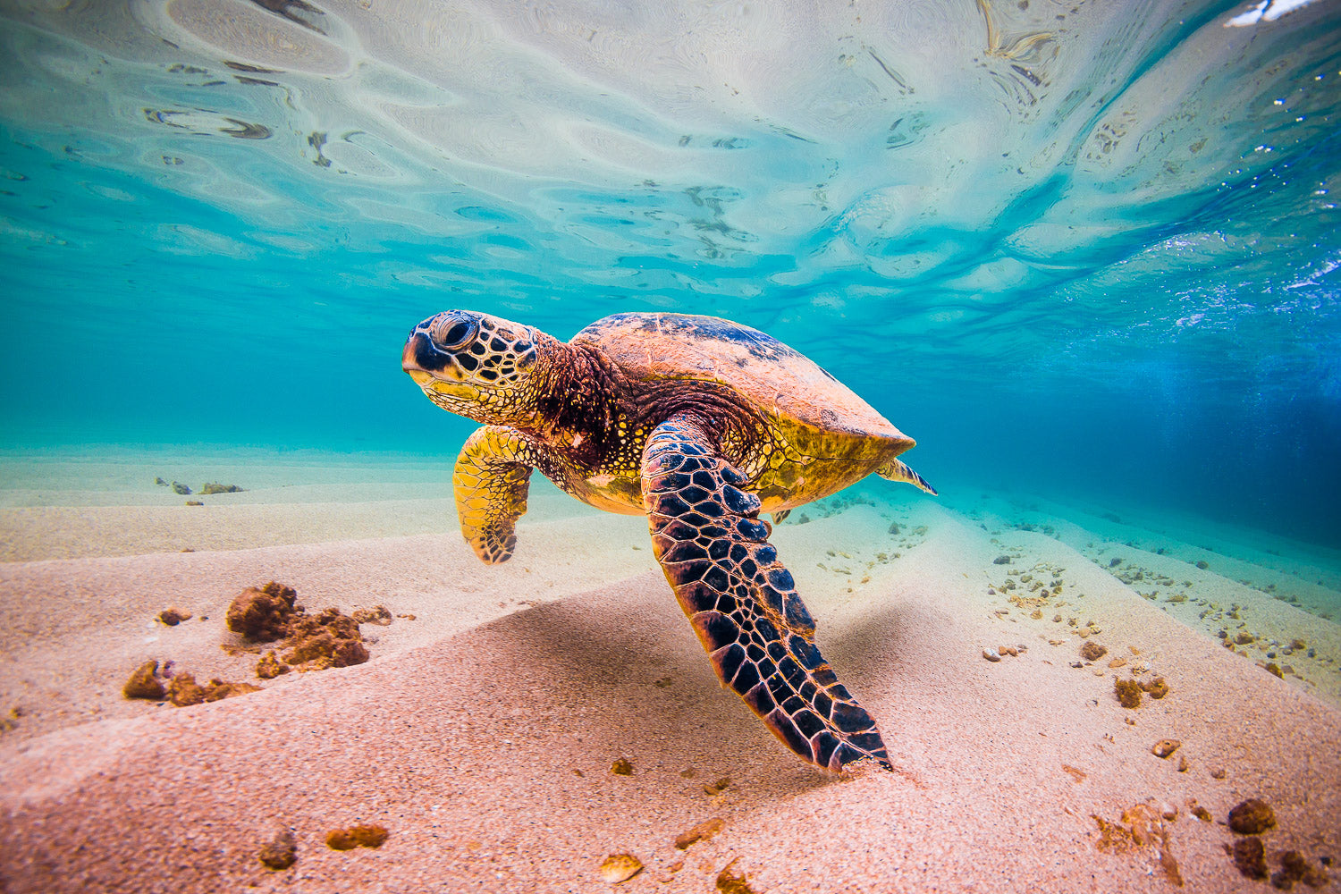 "Coco Crisp" - North Shore, Oahu