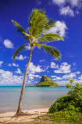 "Coconut Cap" - Chinaman's Hat, Oahu