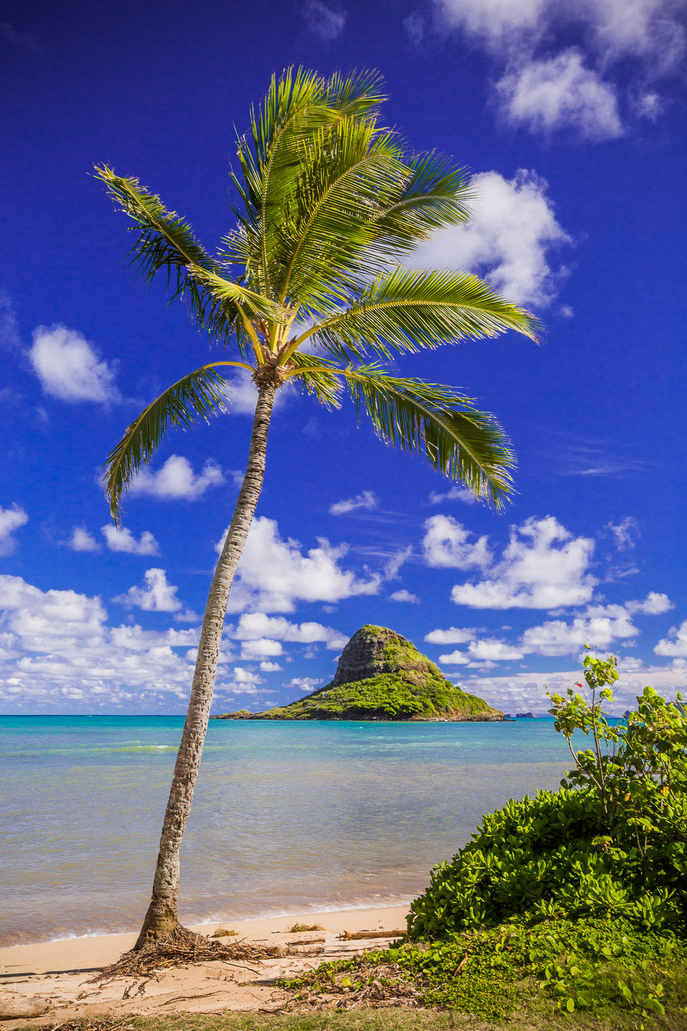 "Coconut Cap" - Chinaman's Hat, Oahu
