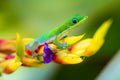"Color Capers" - Honolulu, Oahu