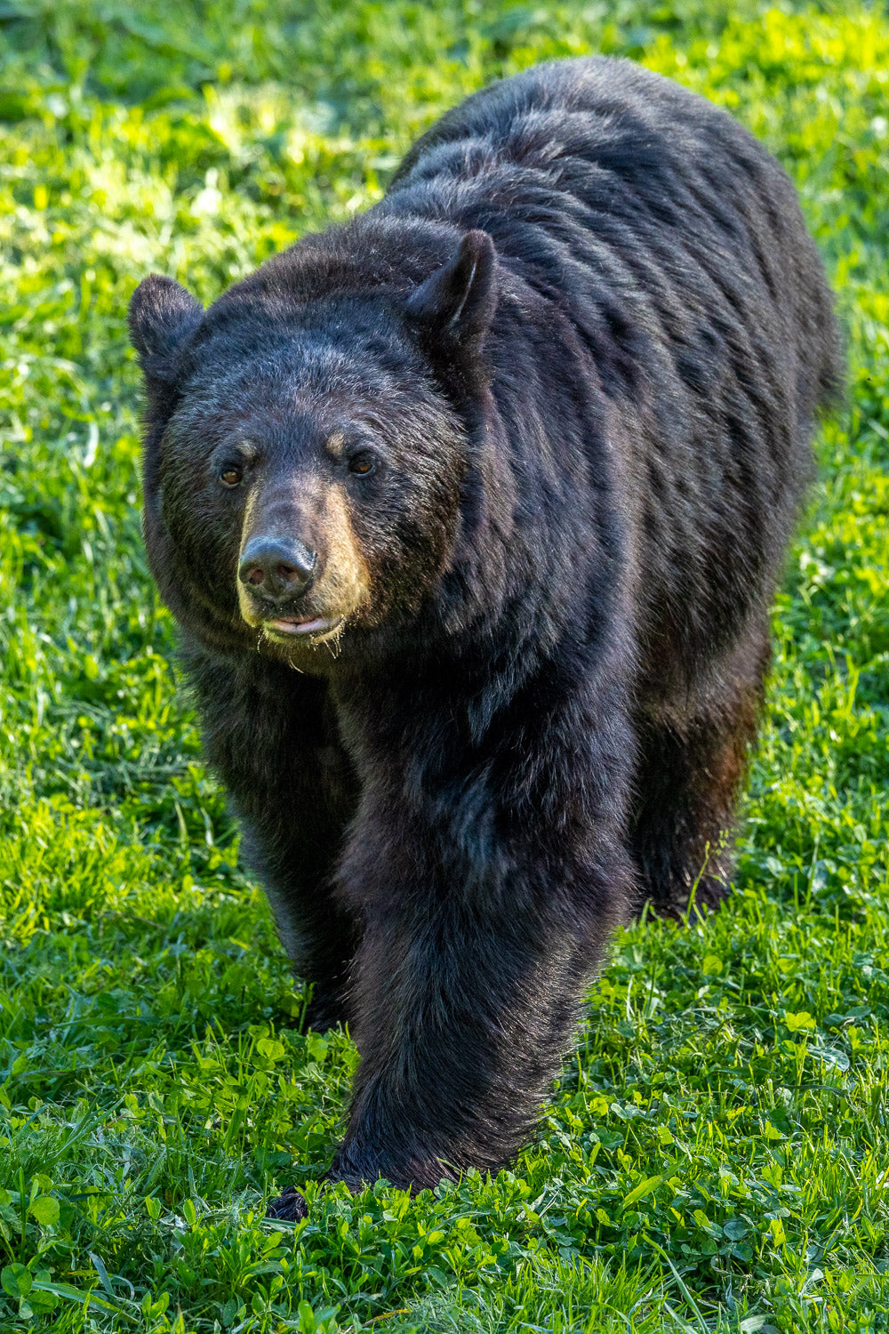 "Confidence" - Orr, Minnesota (Black Bear)
