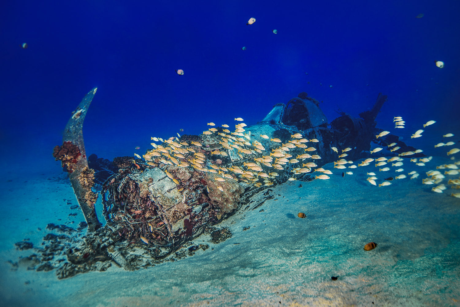 "Corsair" - South Shore, Oahu