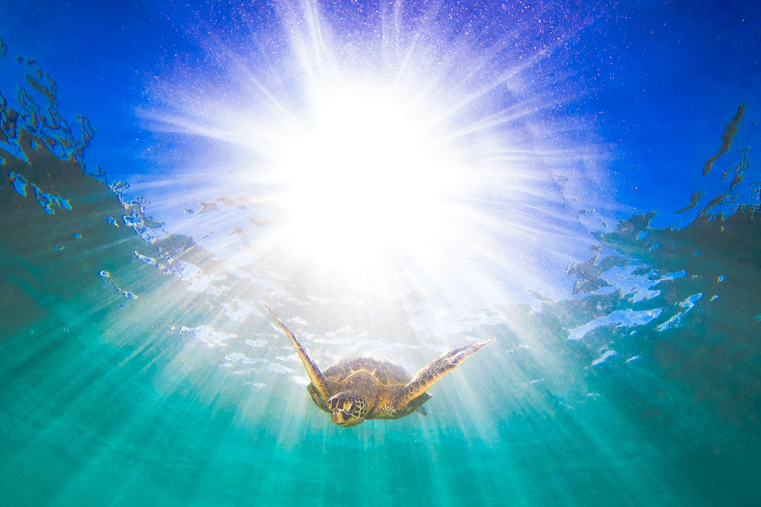 "Cowabunga" - North Shore, Oahu