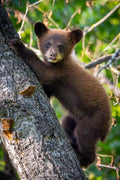 "Cubbie" - Orr, Minnesota (Black Bear)