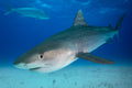 "Dancing Tiger" - Bimini, The Bahamas (Tiger)