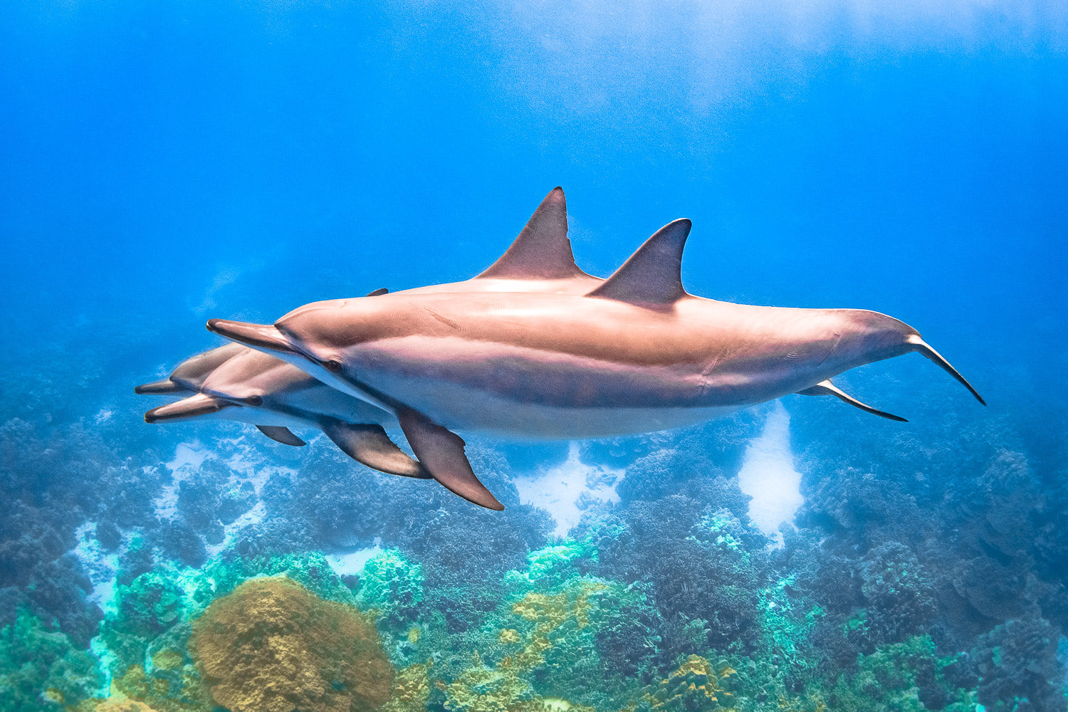 "Deep Blue" - Kona, Hawaii (Spinner)