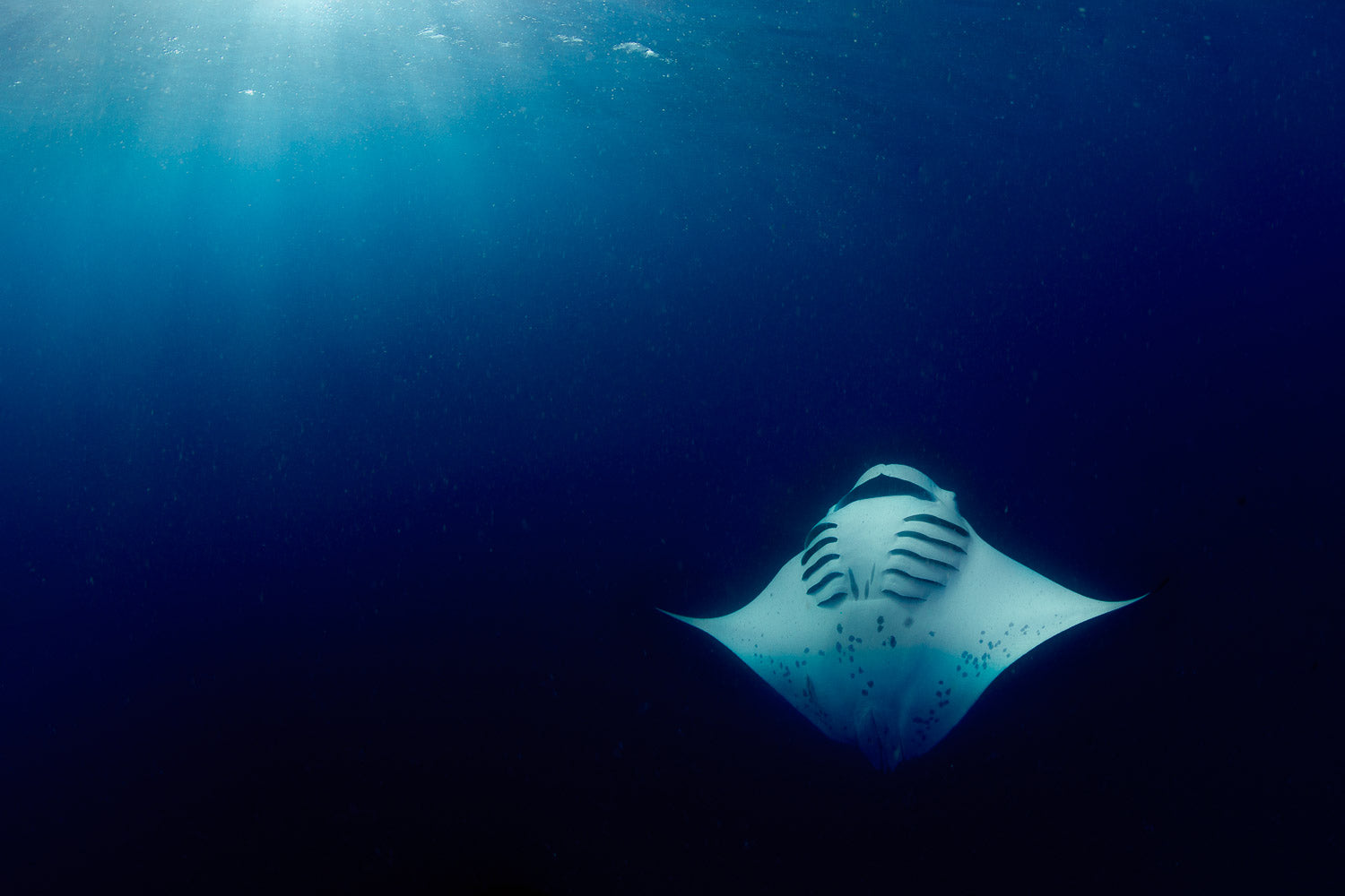 "Deep Sun" - Manta Ray Island, Fiji (Manta Ray)