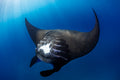 "Devil Ray" - Manta Ray Island, Fiji (Manta Ray)