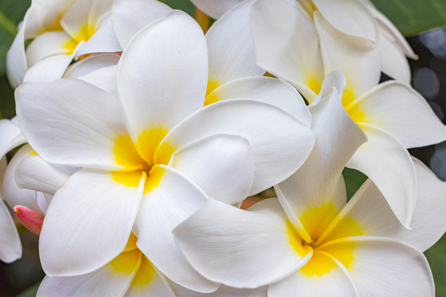 "Ding" (Plumeria)