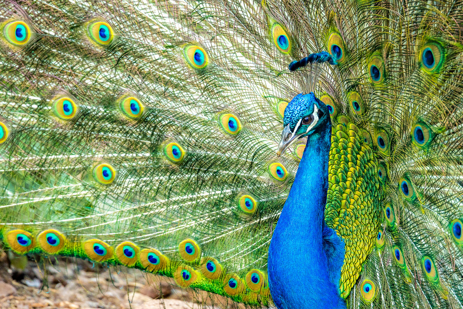 "Dirty Bird" - North Shore, Oahu (Peacock)