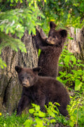 "Don't Tell Momma" - Orr, Minnesota (Black Bear)