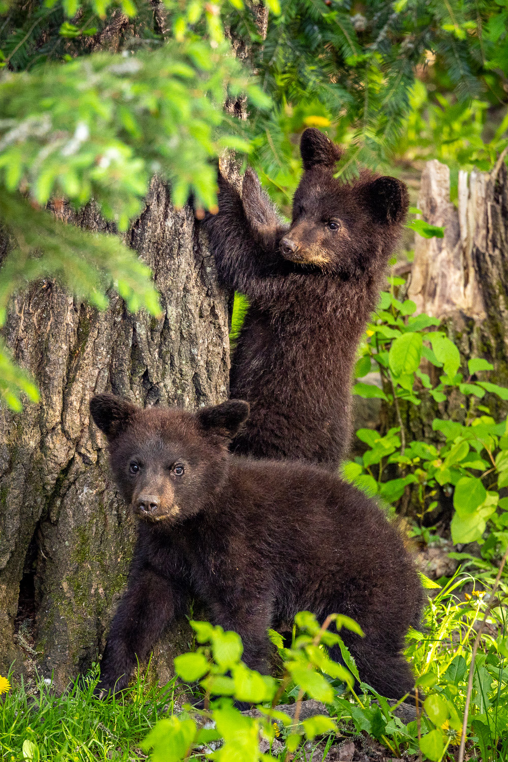 "Don't Tell Momma" - Orr, Minnesota (Black Bear)