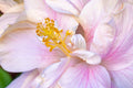 "Double White" (Hibiscus)