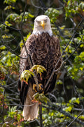"Eagle Eyes" - Lake Vermillion, Minnesota (American Bald Eagle)